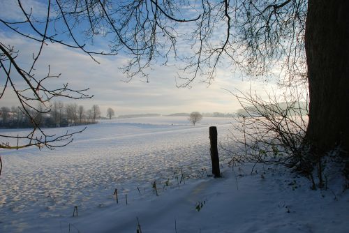 winter frozen trees