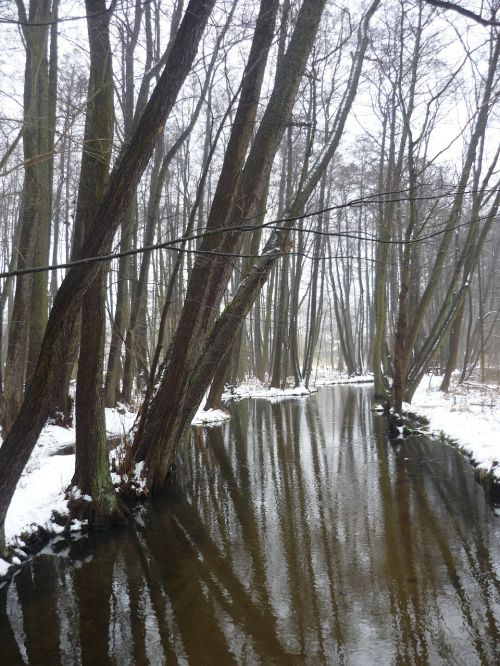 winter forest snow