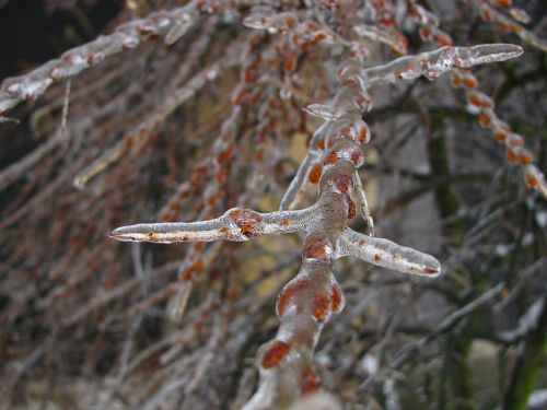 winter tree branch