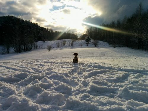 winter snow dog