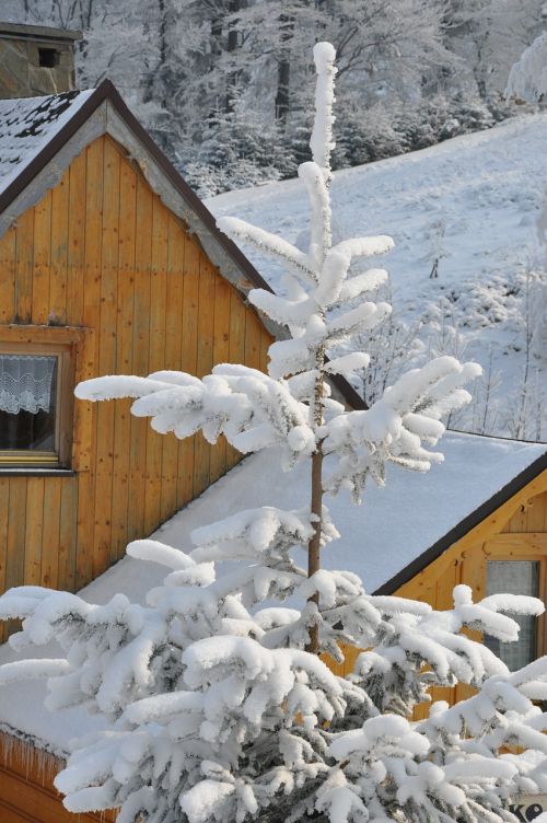 winter snow spruce