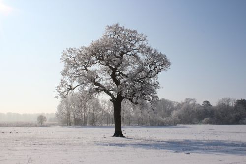 winter tree snow