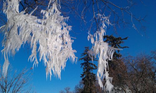 winter tree ice