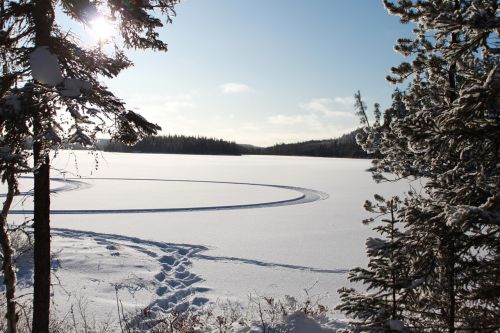 winter tree landscape