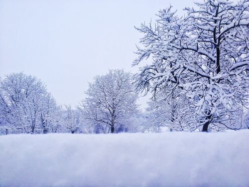 winter snow trees