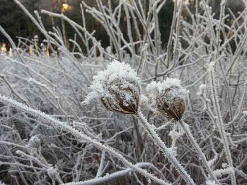 winter frost landscape