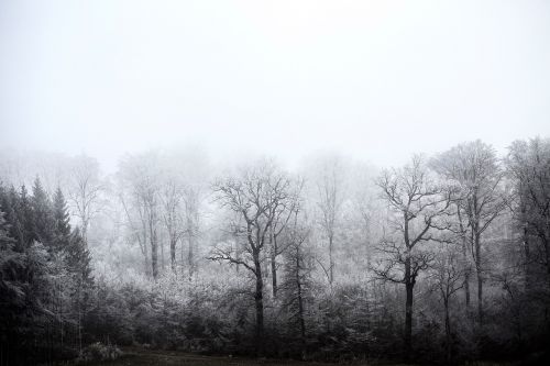 winter forest frozen