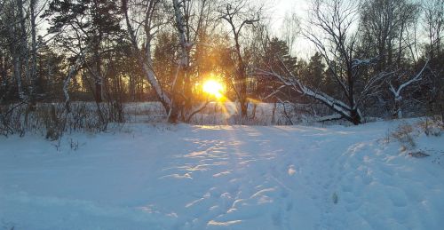 winter forest winter forest