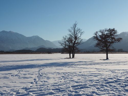 winter snow trees