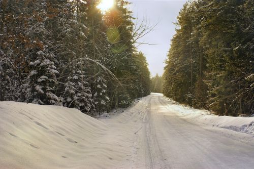 winter forest way