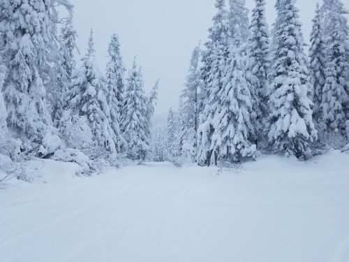 winter snow trees