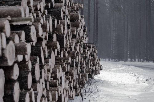 winter snow logs