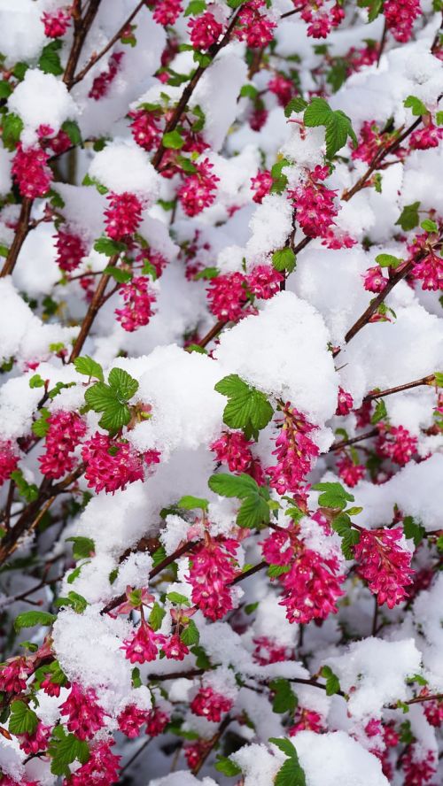 winter spring flowers