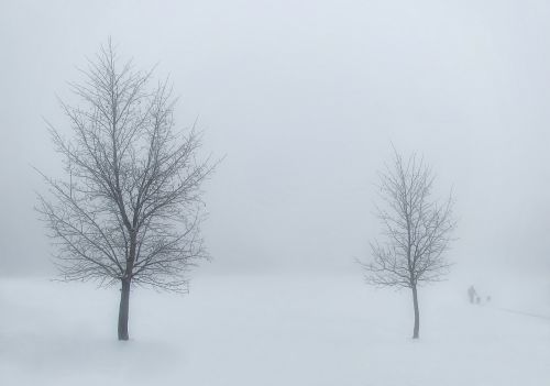 winter trees snow