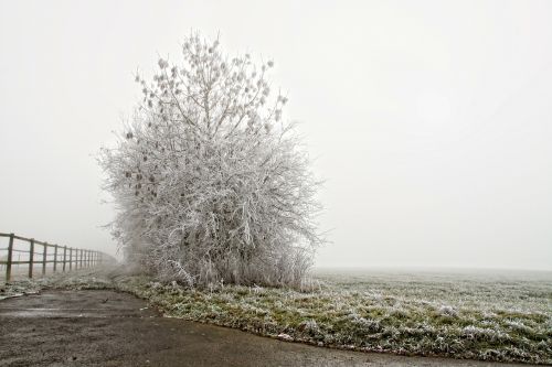 winter ripe tree