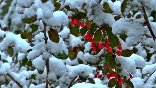 winter berry barberry