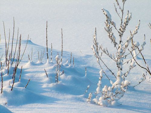 winter frost snow