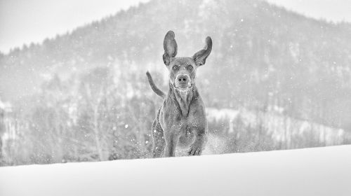 winter dog weimaraner