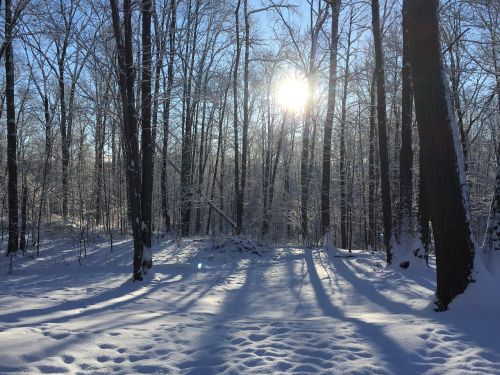 winter snow trees