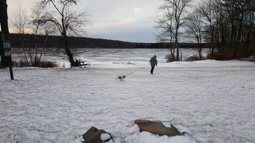 winter lake dog