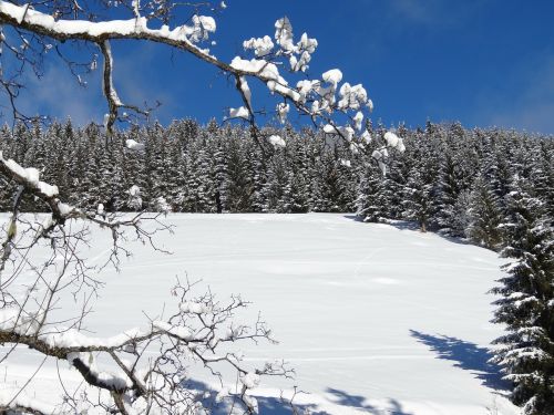 winter snow nature