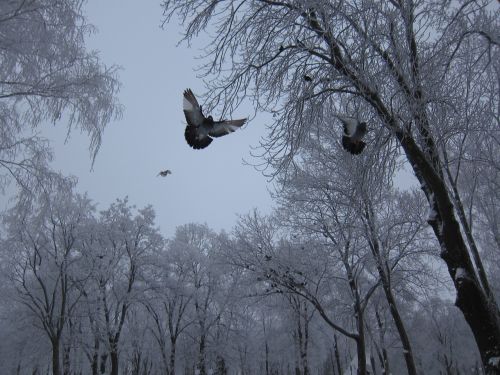 winter dove snow