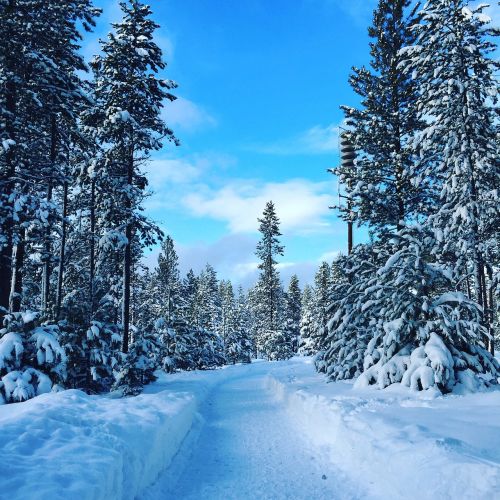 winter snow trees