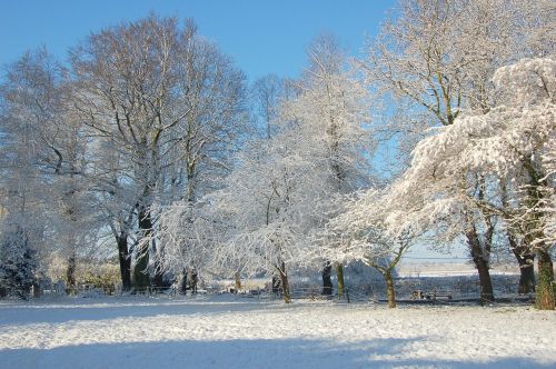 winter snow trees