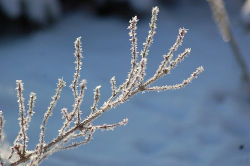 winter frost ripe