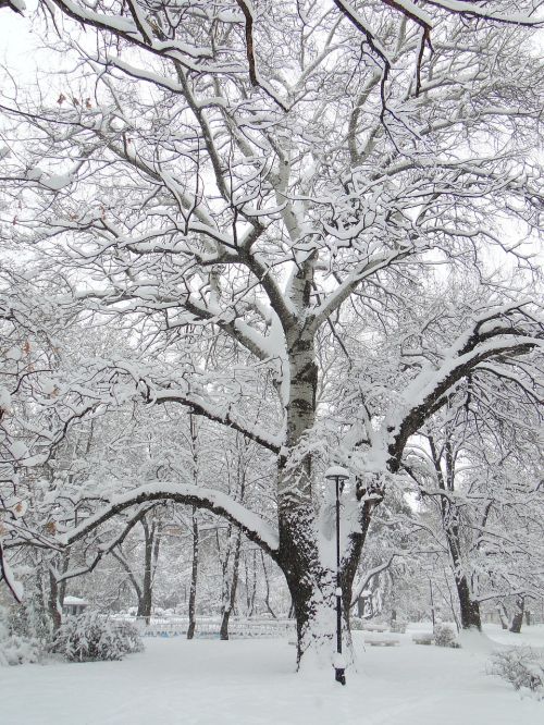 winter tree park