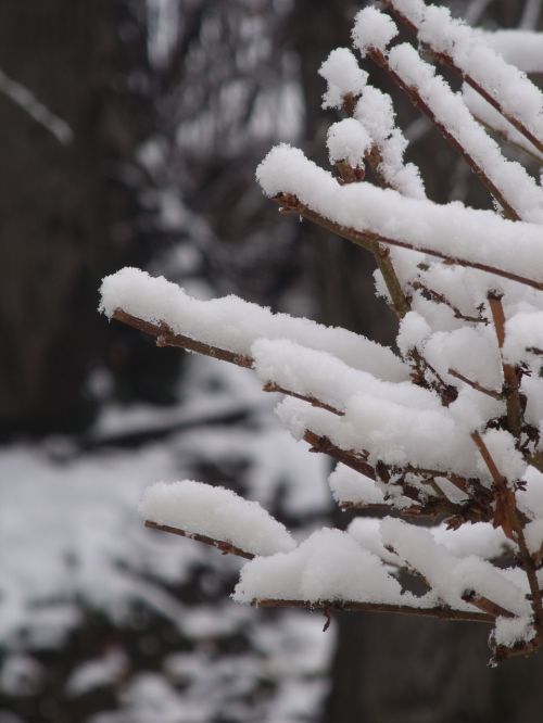 winter snow nature