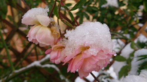 winter rose snow