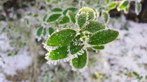 winter ice hoarfrost