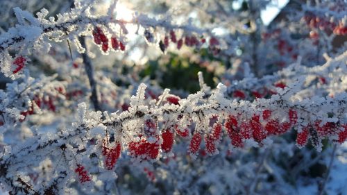 winter ice hoarfrost