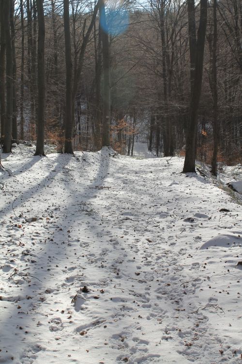 winter trees snowy