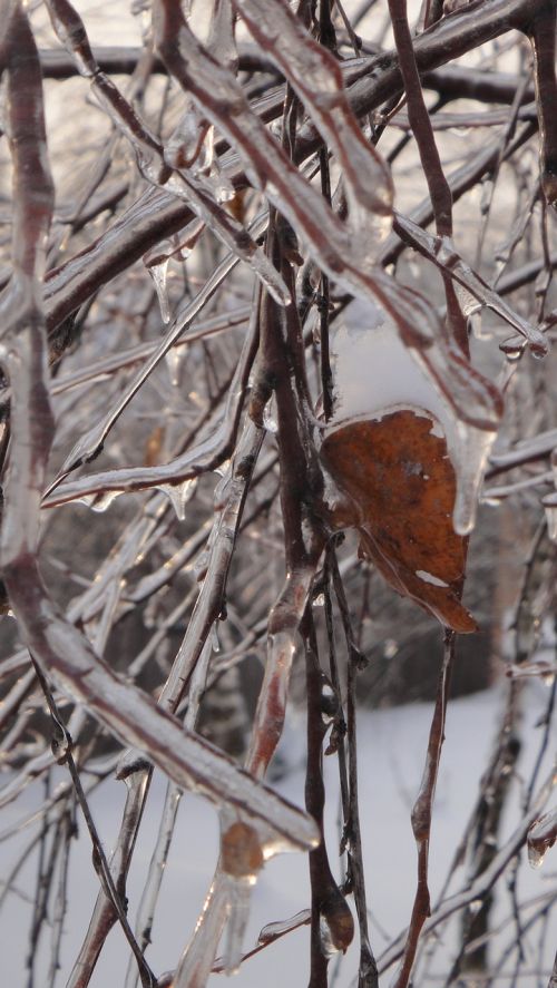 winter landscape nature