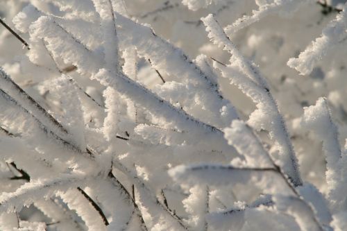 winter ripe close up