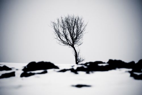 winter sw tree