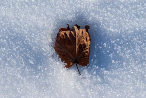 winter leaf snow