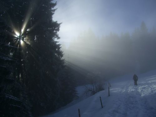 winter fog firs