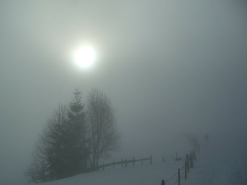 winter fog grove of trees