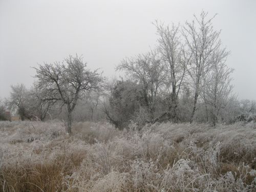 winter frozen nature