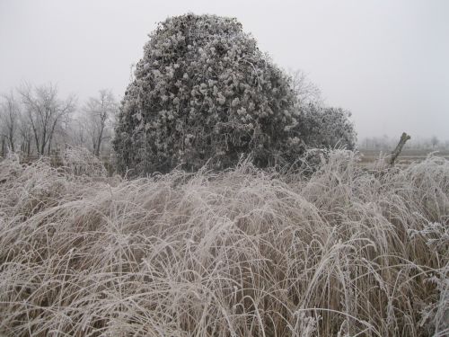 winter frozen bush