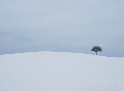 winter white tree