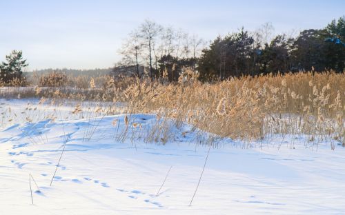 winter reed sunny