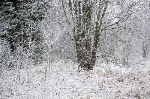 winter nature snowy