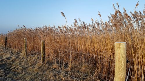 winter borkum fence