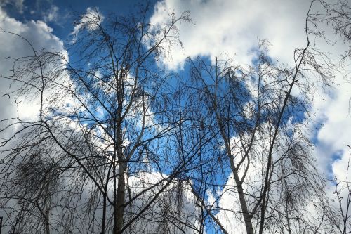 winter birch sky clouds