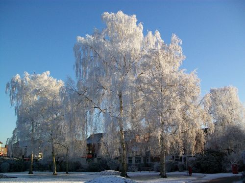 winter trees frost
