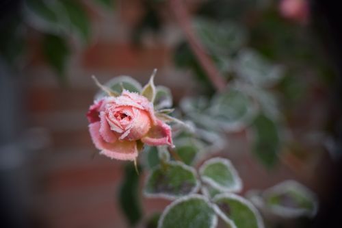winter rose eisrose